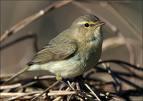 Mosquitero