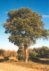 Quercus ilex
