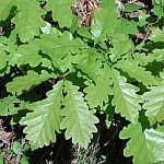 Quercus pyrenaica