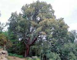 Quercus faginea